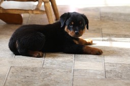 rottweiler puppy 8 weeks old