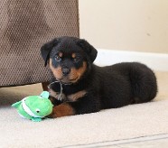 male rottweiler puppy