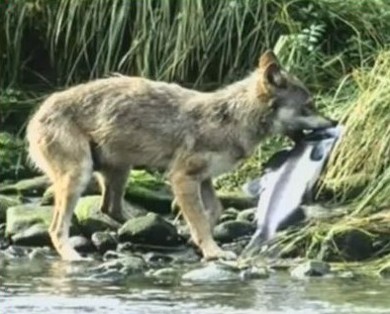 wolf fishing catching fish