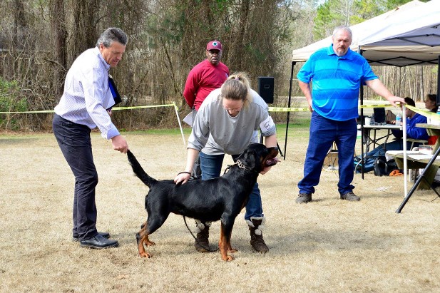 Rosann show Rottweiler female