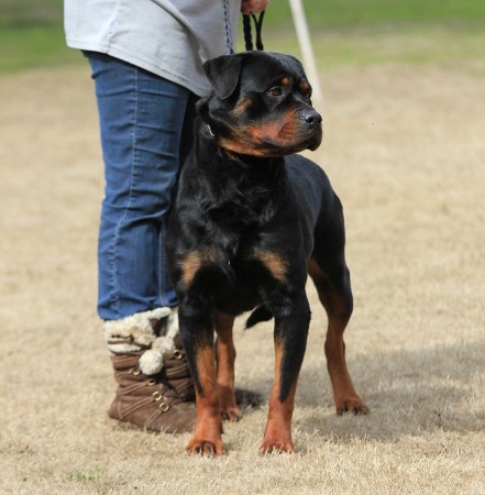 rayka von der stienbrucke female rottweiler