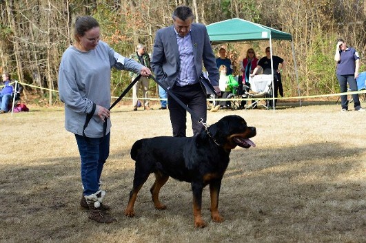 Rosann show Rottweiler male rex eckland