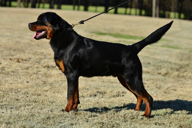 deuel 8mo rottweiler youth