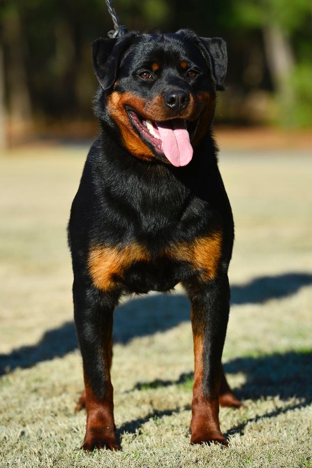 deuel 8mo rottweiler youth