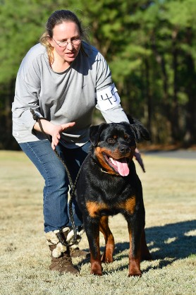 deuel 8mo rottweiler youth