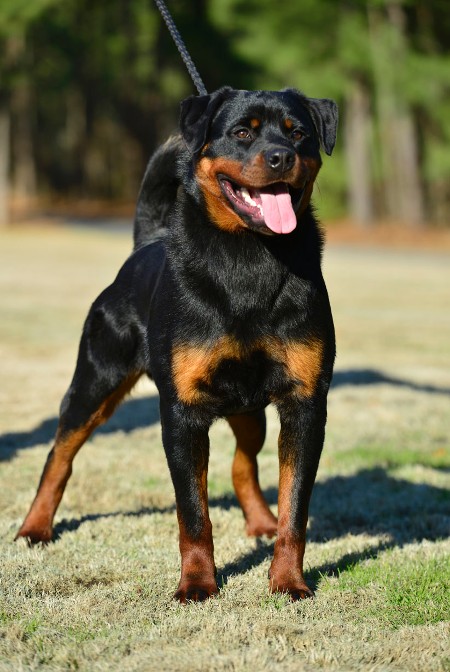 deuel 8mo rottweiler youth