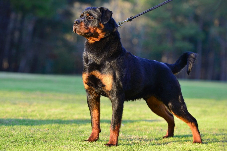 deuel 8mo rottweiler youth
