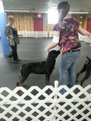 busa ukc show female rottweiler