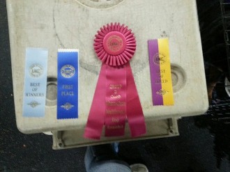 busa ukc show female rottweiler