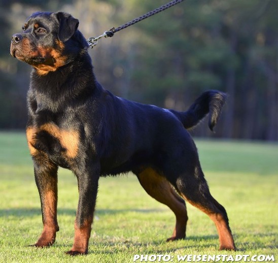 deuel rottweiler stud male