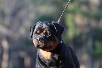 BONNY VOM HAUSE HARLESS FEMALE ROTTWEILER