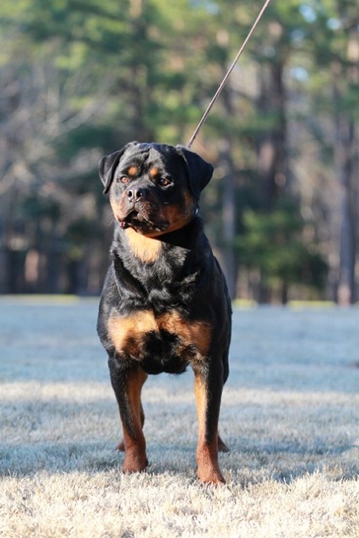 BONNY VOM HAUSE HARLESS FEMALE ROTTWEILER