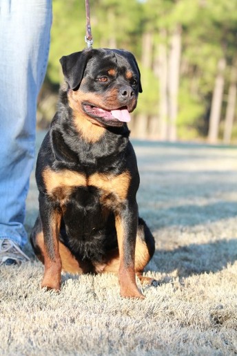 BONNY VOM HAUSE HARLESS FEMALE ROTTWEILER