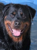 hannial vom dunvanhof rottweiler male