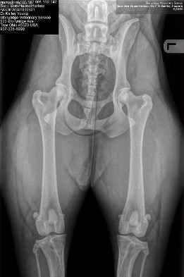 busa HD hips