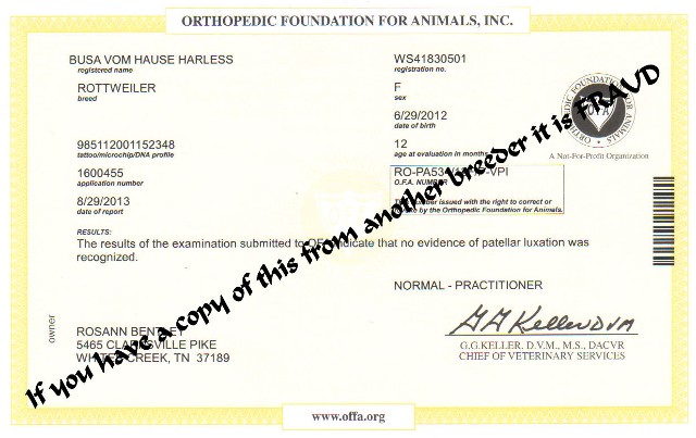 Busa patellar OFA