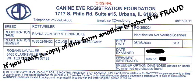rayka eye cerf rottweiler female