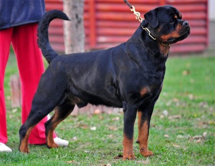 MONACO VOM ZICA MACADONA ROTTWEILER