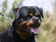 MONACO VOM ZICA MACADONA ROTTWEILER STUD MALE
