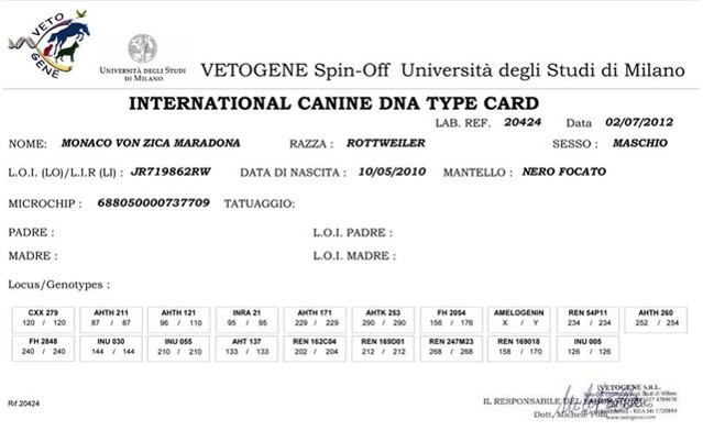MONACO VOM ZICA MACADONA ROTTWEILER STUD MALE HD