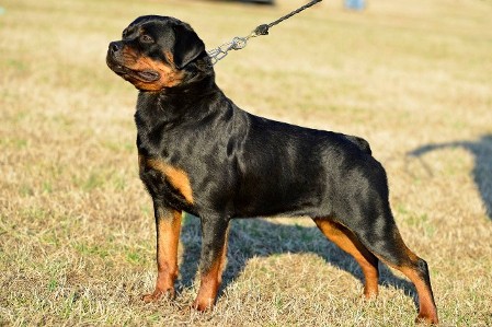 busa ukc show female rottweiler