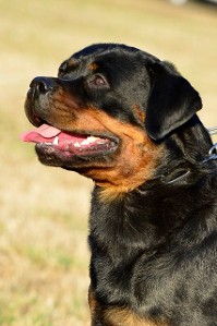 busa ukc show female rottweiler