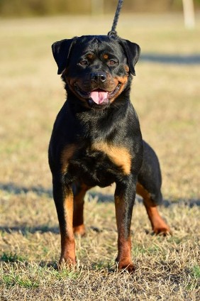 rottweiler female busa airk nationals