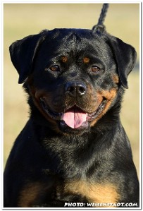 busa ukc show female rottweiler