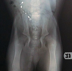 rottweiler puppy 10 weeks old xrays