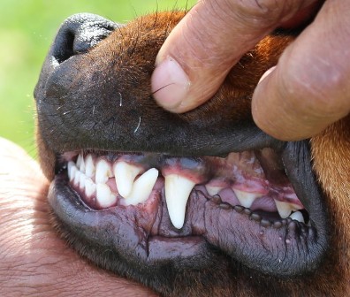 rottweiler underite