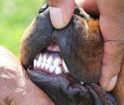 canine underbite