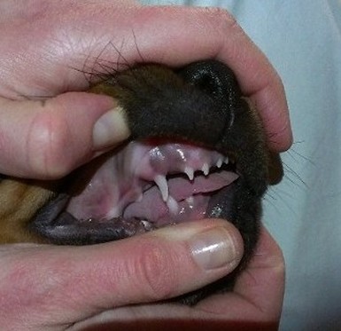 rottweiler over bite