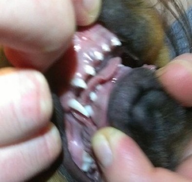canine dog over bite