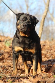 tammy female rottweiler in leaves