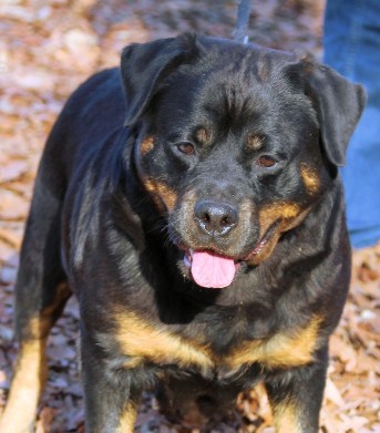 rottweiler female with large head