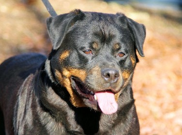 tammy female rottweiler in leaves