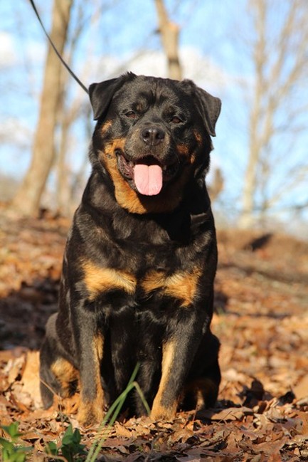 tammy female rottweiler in leaves