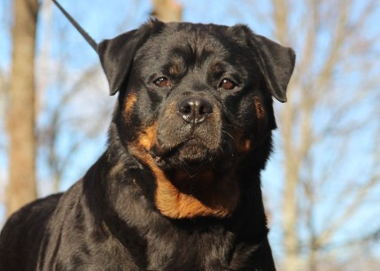 tammy female rottweiler beautiful head