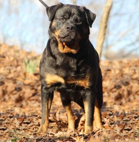 tammy female rottweiler in leaves