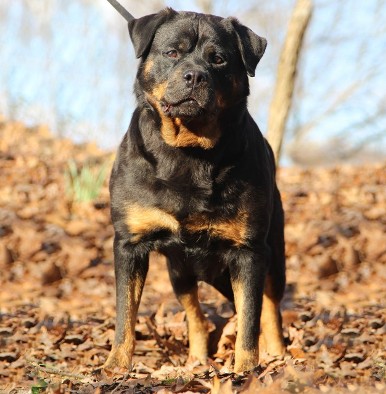 rottweiler female dog