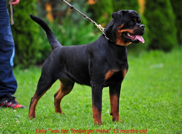kelly von der tonberger hohe female rottweiler