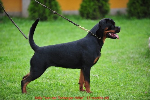 kelly von der tonberger hohe female rottweiler