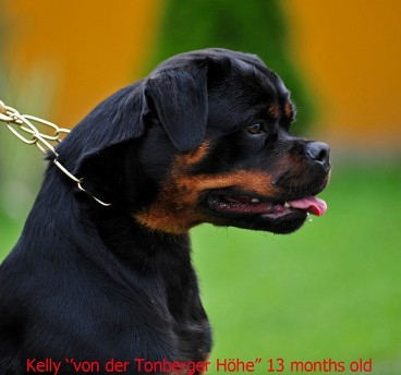 kelly von der tonberger hohe female rottweiler