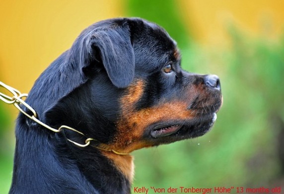 kelly von der tonberger hohe female rottweiler