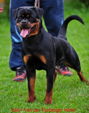 kelly von der tonberger hohe female rottweiler