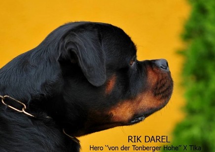 rik darel rottweiler stud dog