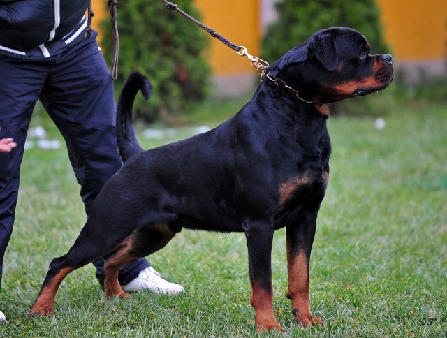 rik darel rottweiler stud dog