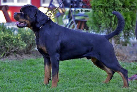 rik darel rottweiler stud dog