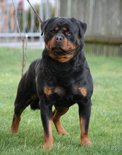 wasco vom rauberweg male rottweiler