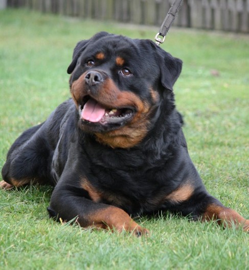 wasco vom rauberweg male rottweiler